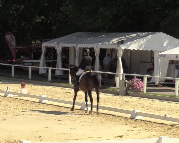Reitturnier Vellinghausen 2023