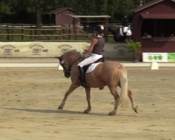 Reitturnier Vellinghausen 2023