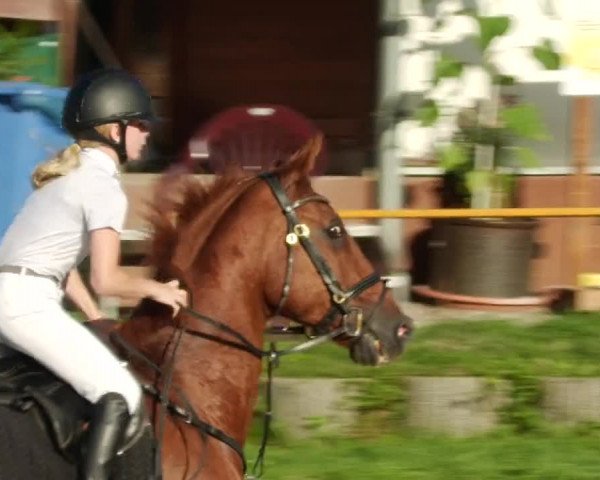 Reitturnier Oberderdingen 2023