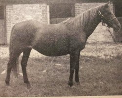 broodmare Gypsy Gold (British Riding Pony, 1934, from Good Luck)