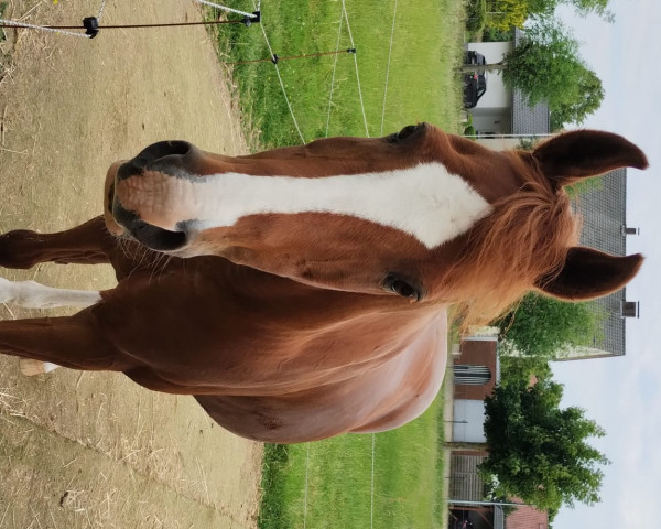 dressage horse Pataro (German Riding Pony, 1998, from Molenhorn's Pasja)