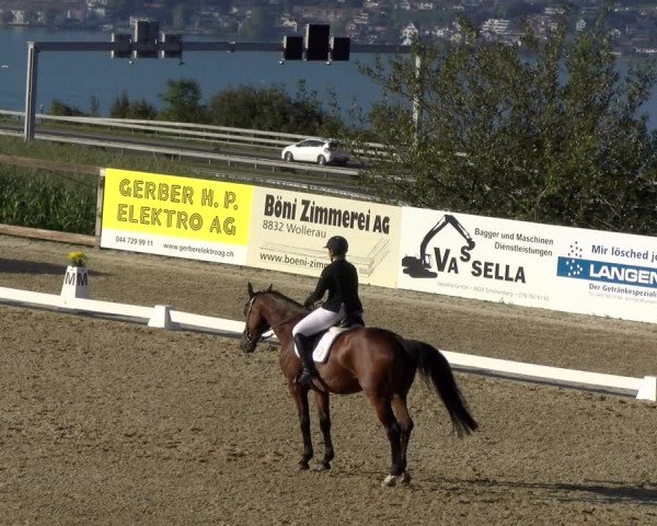 Reitturnier Wädenswil 2023