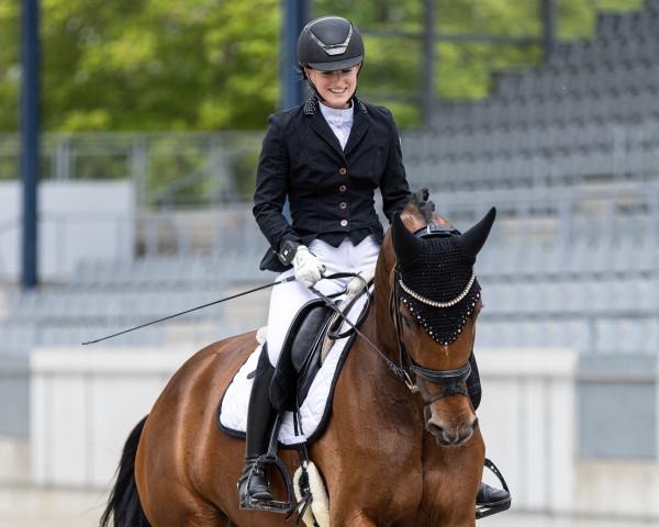 dressage horse Descarada H (German Sport Horse, 2018, from De Niro Gold 3) dressage horse Descarada H (German Sport Horse, 2018, from De Niro Gold 3)