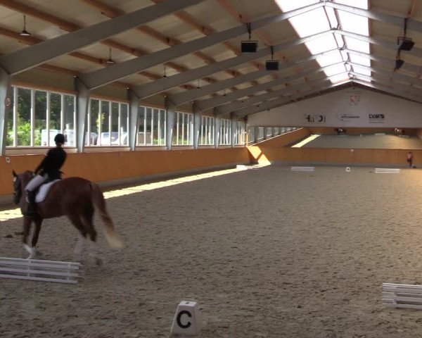 Reitturnier Münster-Amelsbüren 2023