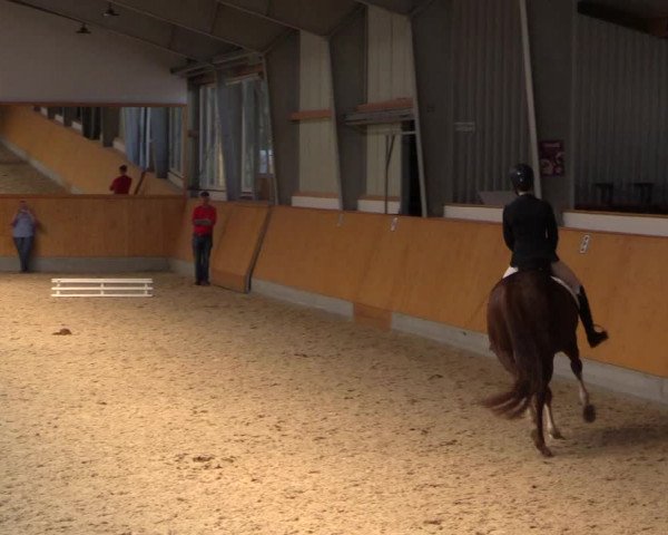 Reitturnier Münster-Amelsbüren 2023