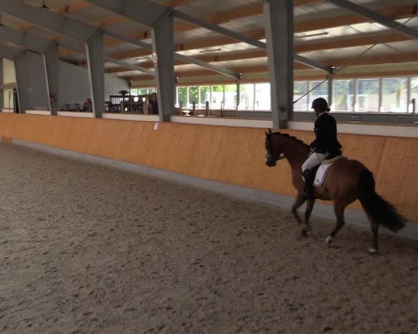 Reitturnier Münster-Amelsbüren 2023