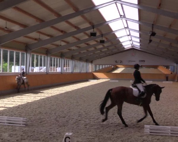 Reitturnier Münster-Amelsbüren 2023