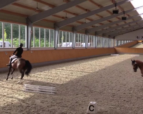 Reitturnier Münster-Amelsbüren 2023