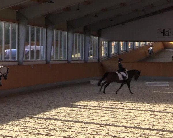 Reitturnier Münster-Amelsbüren 2023