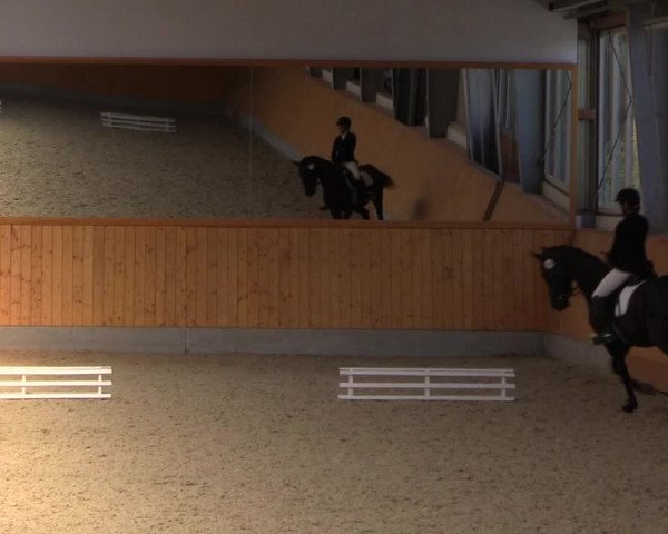 Reitturnier Münster-Amelsbüren 2023