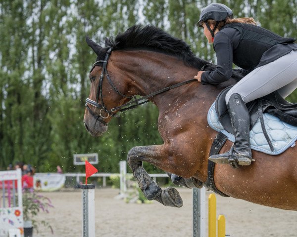 jumper Eleisah (Westphalian, 2013, from Ehrenstolz)