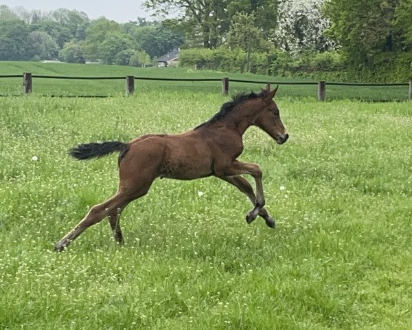 horse Verbelle (Westphalian, 2023, from Verdi)