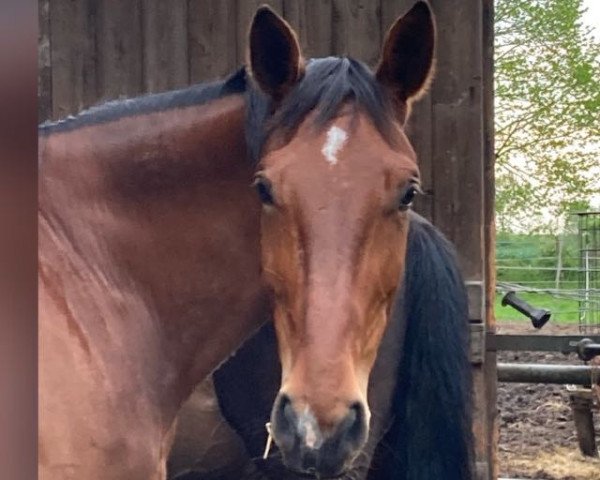 Springpferd Balounette 3 (Westfale, 2015, von Balous Diamond)