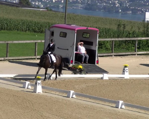 Reitturnier Wädenswil 2023