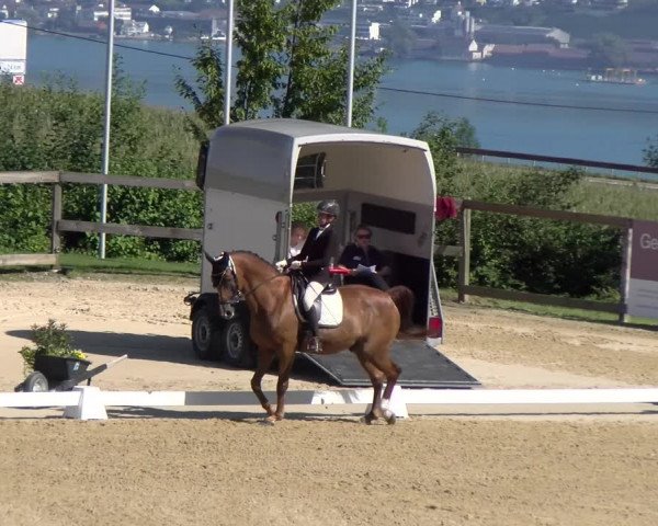 Reitturnier Wädenswil 2023