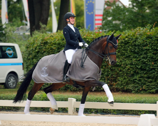 dressage horse Florence 166 (Hanoverian, 2015, from Franziskus FRH)
