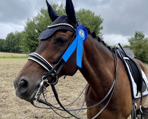 Dressurpferd Dance Akkord (Deutsches Reitpony, 2008, von D'Acord)