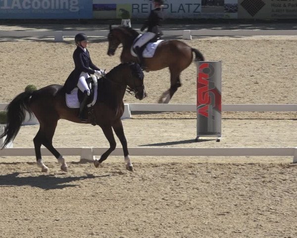 Reitturnier Stadl-Paura 2023