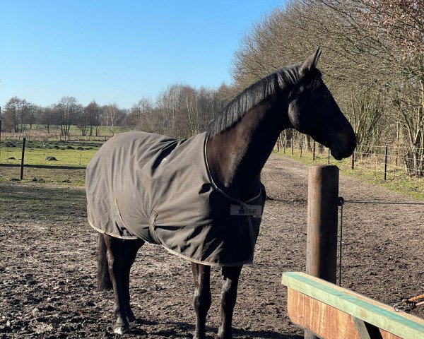 horse Limp Bizkit (Mecklenburg, 2006, from Lord Sinclair III)