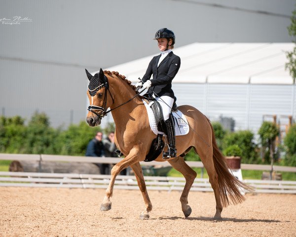 Deckhengst Don Deluxe 3 (Deutsches Reitpony, 2016, von Dimension AT NRW) Deckhengst Don Deluxe 3 (Deutsches Reitpony, 2016, von Dimension AT NRW)