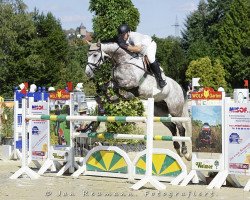 jumper Firocco (KWPN (Royal Dutch Sporthorse), 2010, from Zirocco Blue)