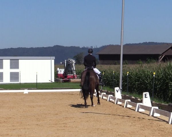 Reitturnier Ranshofen - Braunau am Inn 2023