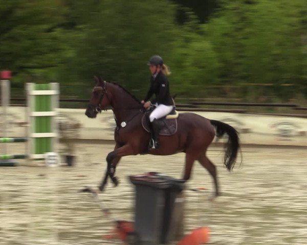 Reitturnier Vellinghausen 2023