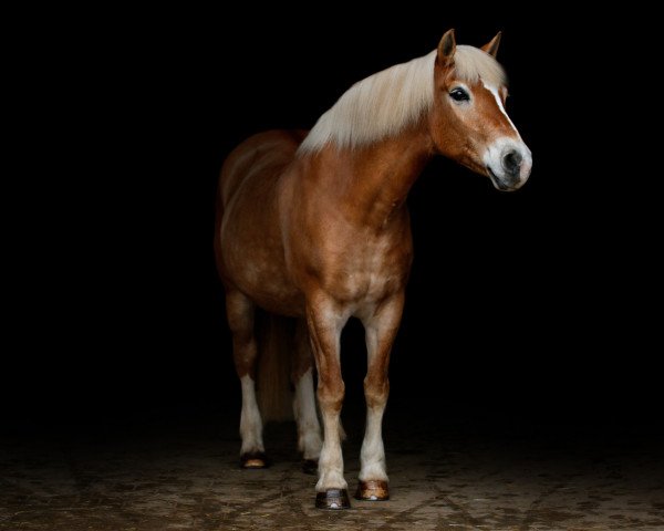 Zuchtstute Babett (Haflinger, 1996, von Wilson)