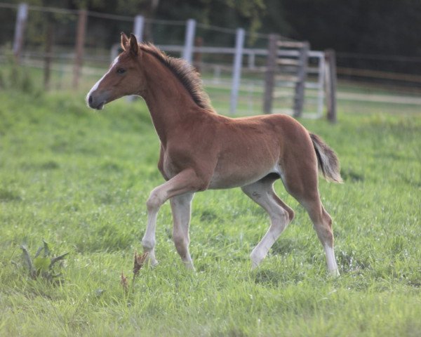 stallion High Pleasure HP (Hanoverian, 2023, from Halifax van het Kluizebos)