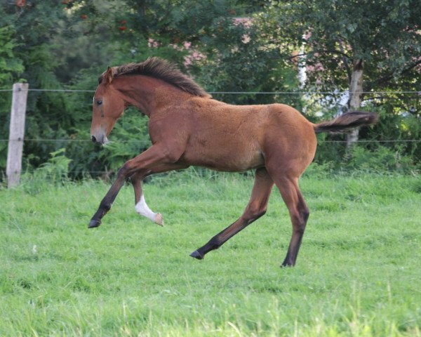 stallion Charmeur HP (Hanoverian, 2023, from Conrad de Hus)