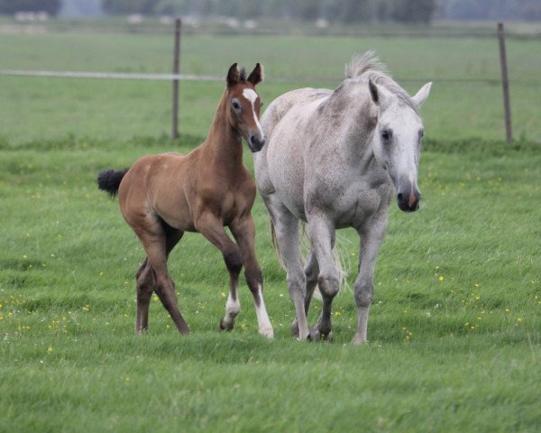 stallion Clever Boy HP (Westphalian, 2023, from Clarimo Ask)