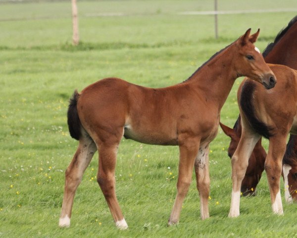 broodmare Jolina HP (Hanoverian, 2023, from Jasper)