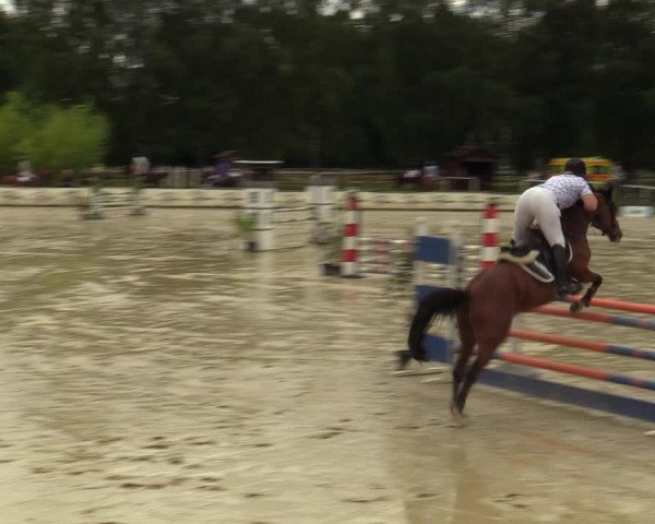 Reitturnier Vellinghausen 2023
