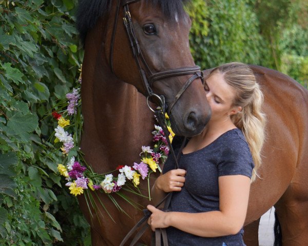 Springpferd Marlies 13 (Holsteiner, 2016, von Quiran)