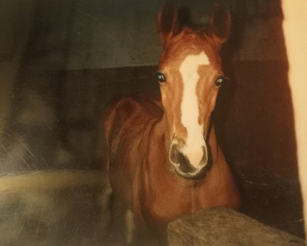 horse Haribo 26 (Brandenburg, 1999, from Hydriot)