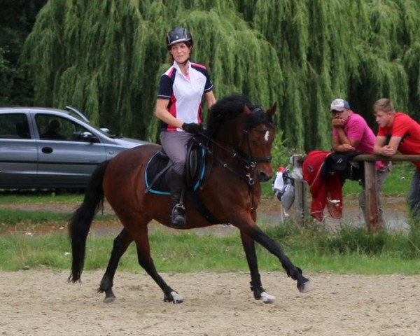 broodmare Vilja KL (German Riding Pony, 2004, from Versace R)