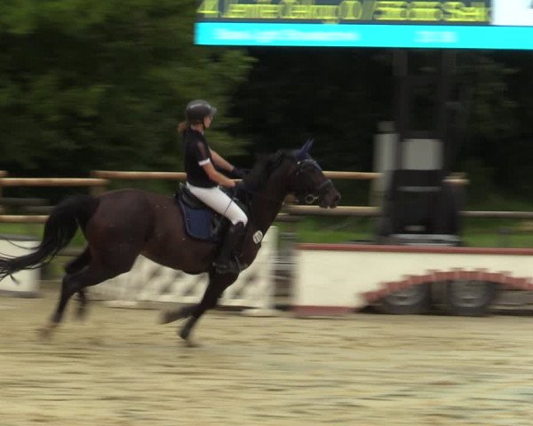 Reitturnier Vellinghausen 2023