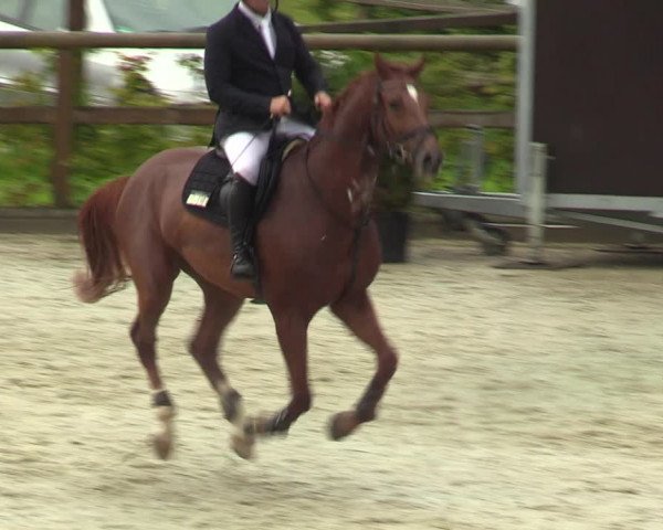 Reitturnier Münster-Amelsbüren 2023