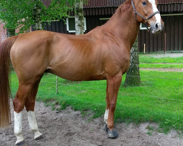 dressage horse Le Merlin (Hanoverian, 2002, from Longchamp)