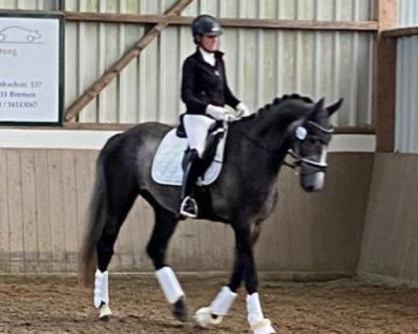 dressage horse Tulani (Oldenburg show jumper, 2019, from Twilight 35)