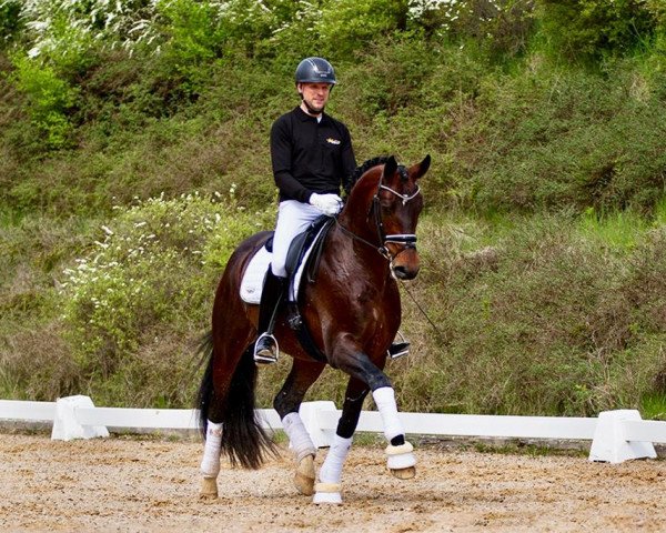 stallion Fineline (German Sport Horse, 2018, from Fuechtels Floriscount OLD)