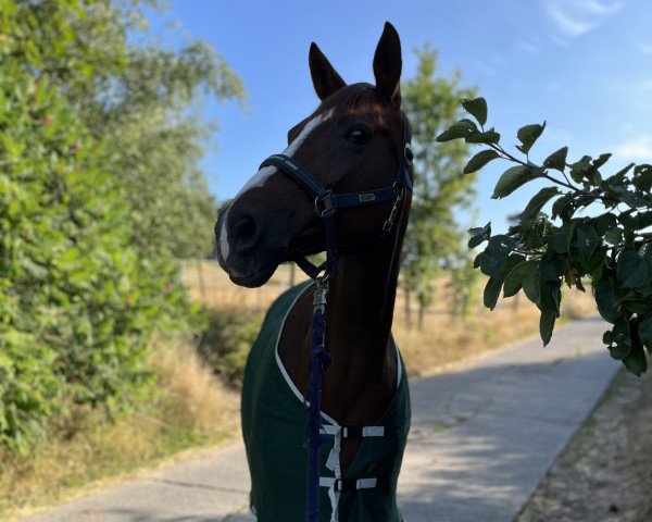 dressage horse Belle Bijou T (Hanoverian, 2009, from Belissimo NRW)