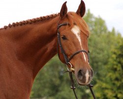 jumper Findus 169 (unknown, 2013)