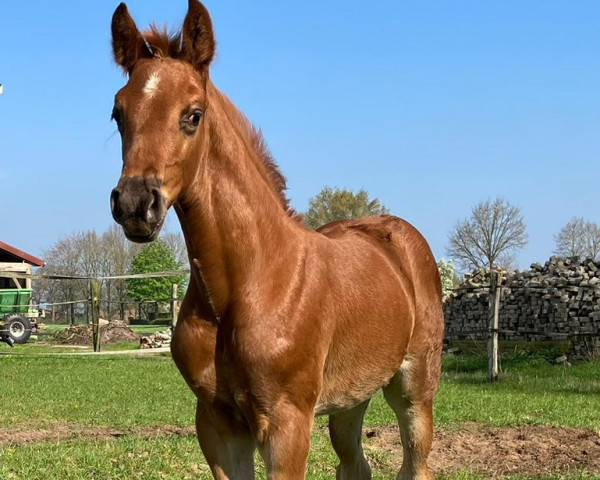 horse Depeche Mode (Oldenburg show jumper, 2023, from Diablue PS)