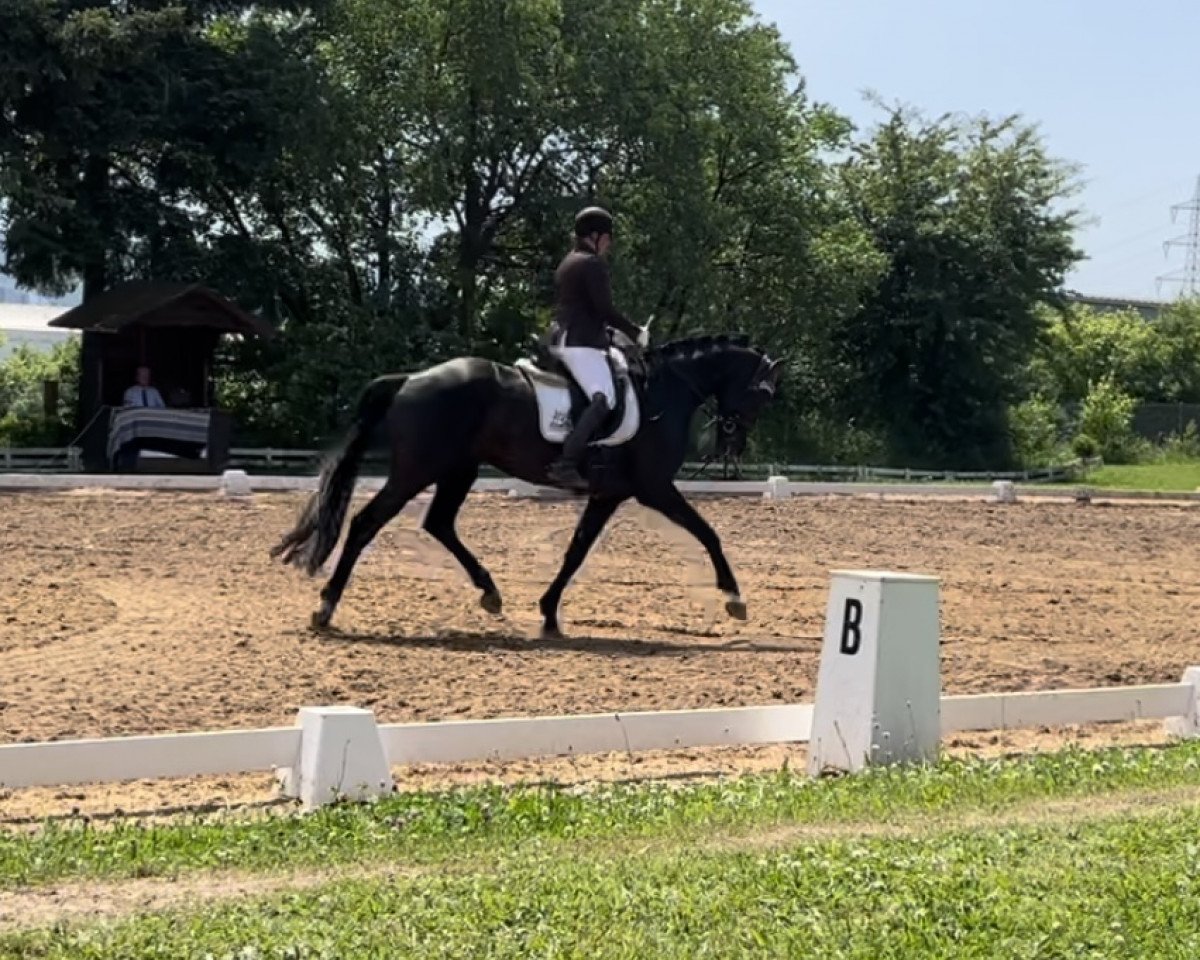 dressage horse Chameur 167 (German Sport Horse, 2016, from Chanteur de Noir)