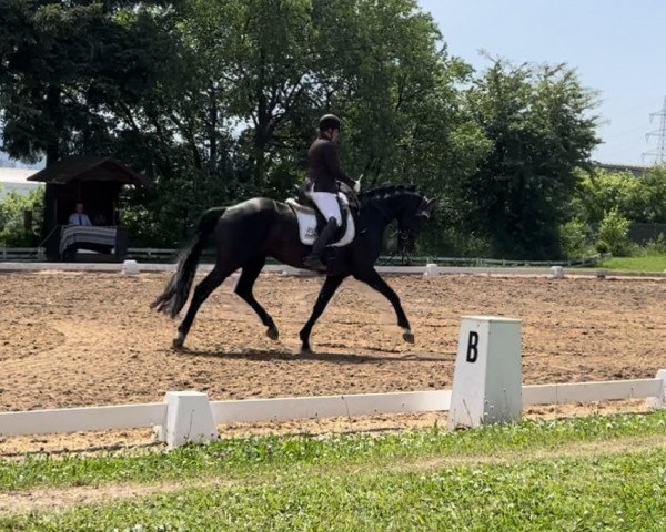 dressage horse Chameur 167 (German Sport Horse, 2016, from Chanteur de Noir)