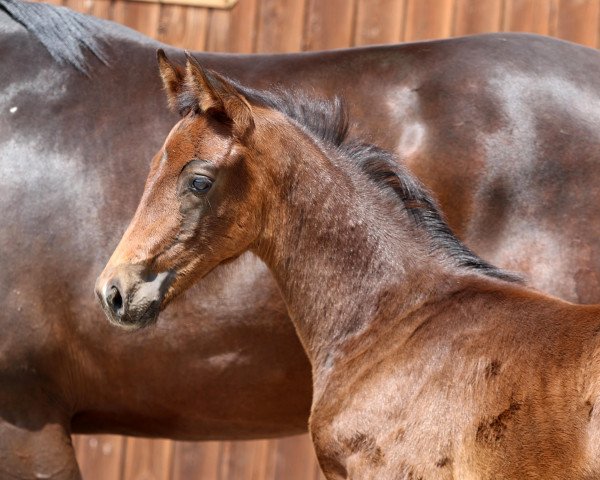 horse Hengst von Total Diamond PS / Vivaldi (Oldenburg, 2022, from Total Diamond PS)