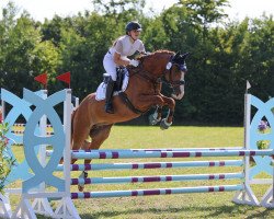 dressage horse Camiro 65 (German Warmblood, 2016)