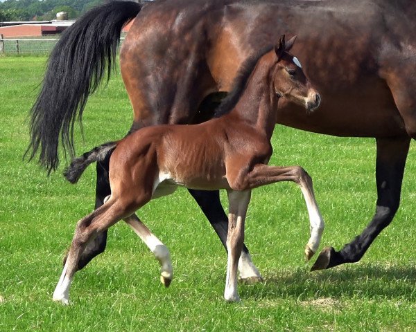 horse Hengst von For Kingdom / Blue Hors Leredo (Oldenburg, 2023, from For Kingdom)