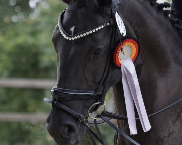 dressage horse Kalea 11 (Pinto, 2017)